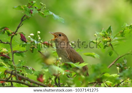 Nightingale singing on a flowering branch Royalty-Free Stock Photo #1037141275