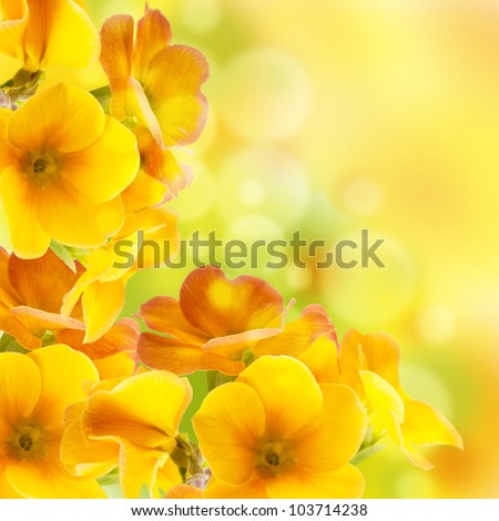 Yellow flowers on a white background, a spring primrose Royalty-Free Stock Photo #103714238