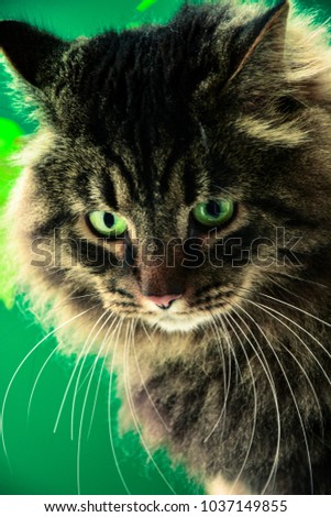 portrait of cute siberian cat with beautiful green shiny eyes on the green background
