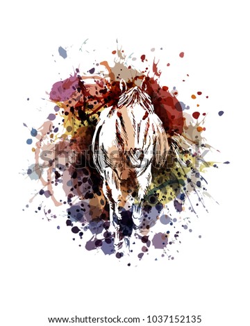 Vector color illustration horse