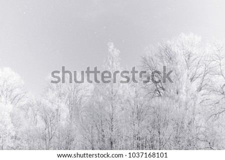 High key black and white winter forest landscape. White trees in the frost