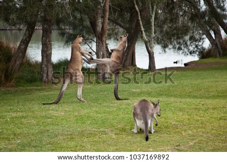 Kangaroo males boxing on the shore of a lake, Kangaroos fighting, kicking each other on green grass with a third Kangaroo grazing, scenic trees and lake view 