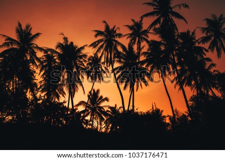 silhouettes of palm trees against an orange red sky in the evening sunset