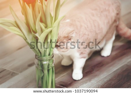 Cute little kitten sniffing red magenta tulip bouquet of flowers in  room, interior animal design concept card postal. Lovely eyes of cat