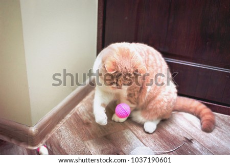Cute little kitten sitting  in flat  room, playing with toys for feline .  interior animal design concept card postal , veterenarian services . Lovely sad tired eyes of cat .