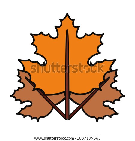 colorful  maple leaf over white background vector illustration