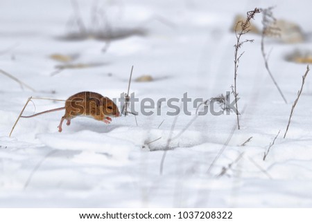 Close-up photo of an extraordinary rare species of mouse at a dynamic poze on the snow. Apodemus microps, also incorrectly called Apodemus uralensis cimrmani. Czech, Palava Hills, winter 2018.