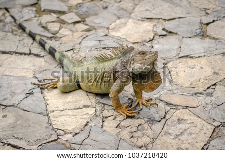Full body portrait with shallow depth of field of a beautiful green iguana with focus on its eyes, standing on a cobblestone ground in Ecuador. 