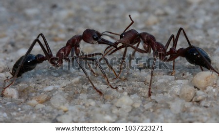 Two Bull Ants fighting