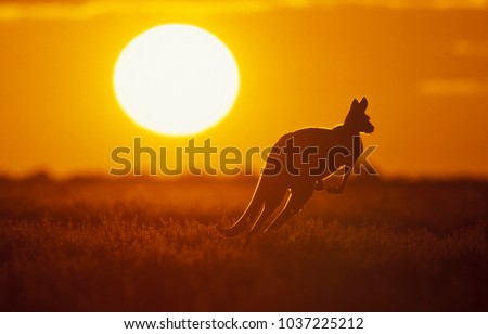 Kangaroo in Sunset in Sturt National Park in the far west of NSW