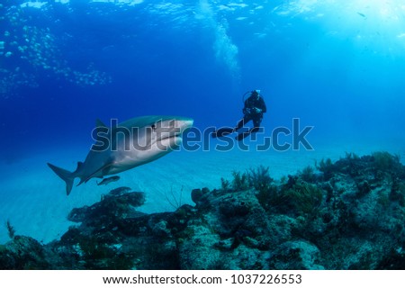 Tiger Shark and Scuba Diver in Blue Waters of Bahamas Royalty-Free Stock Photo #1037226553