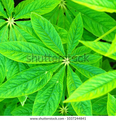 Closeup green leaf texture background plant in natural.