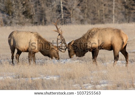 Mature bull elk ( Cervus canadensis)  fighting on the plains of Jasper National park.