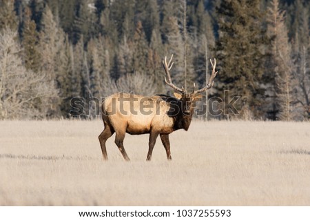 A Mature bull elk ( Cervus canadensis) standing in a meadow in Jasper national Park. #2