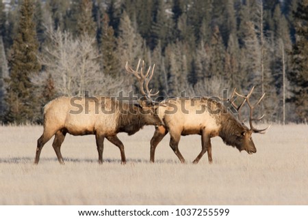 Two mature bull elk ( Cervus canadensis) walking throught  a meadow on a very crispy morning in Jasper national Park. #2