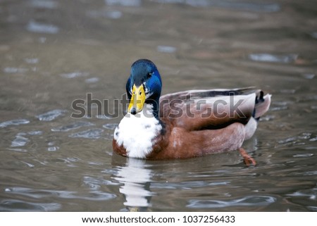 A male mallard duck in a stream in Toronto, Canada
