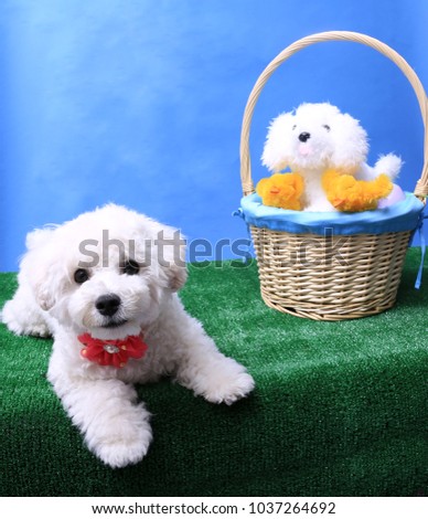 Easter Dog Portrait. A beautiful dog poses for her Easter photos in a studio.