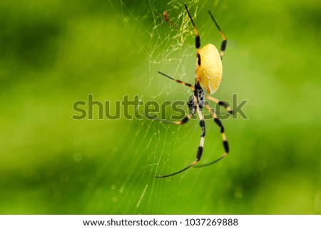 Golden orb spider on its spider web close up.