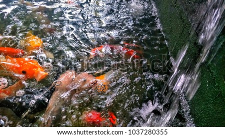goldfish and koi fish clustered swim in the pond 