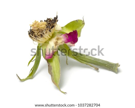 withered rose on white background