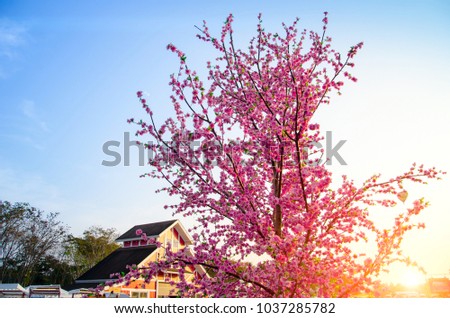 Beautiful pink cherry blossom (Sakura) flower bloom in front of   vintage Japanese home building background and soft focus and sunlight flare with blue sky background.