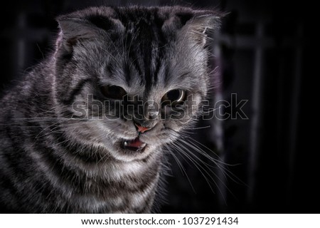 
Aggressive cat of Scottish breed. Animal, cute, domestic cat, beautiful, gray, grin, anger