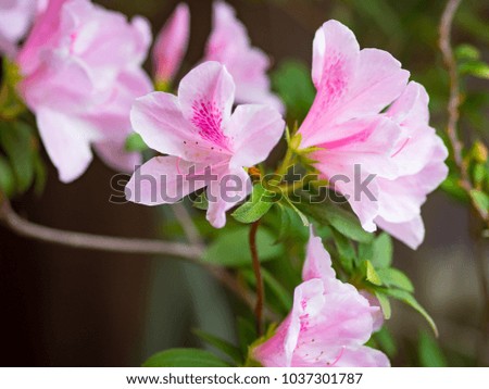 Big  azalea or rhododendron in garden