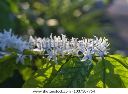 arabica coffee flowers