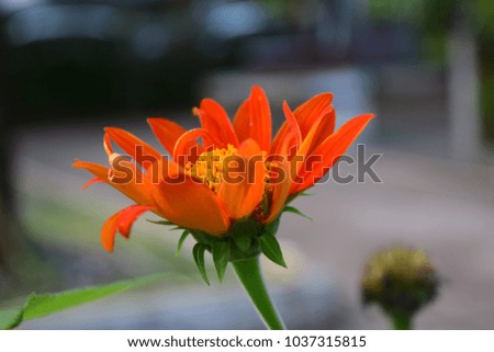close up orange daisy in garden