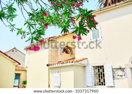 branches of a blossoming tree or shrub in the cozy courtyard of the old European Mediterranean city. Purple flowers in the garden on a bright sunny summer day. Selective focus, blurred background