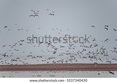 Group of birds (Gooses) are flying over a lake on a sunny day.