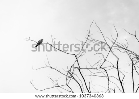 black and white picture branches of tree on spring