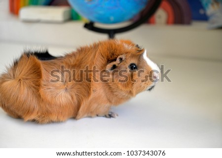 Guinea Pig on the background of multi-colored children's toys