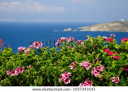 Blooming geranium on west coast on Andros island Greece