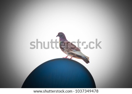 Portrait of pigeons on white background