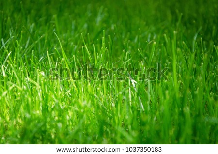 grass on the lawn, macro