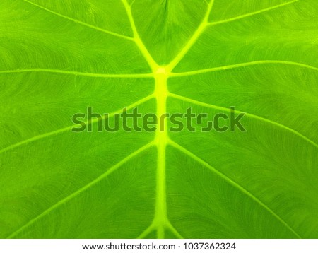 Pattern of green leaf texture with many lines from the middle to the edge. Concept Natural background of leaf. 