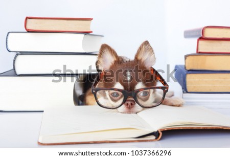 Cute Chihuahua dog wear nerd glasses for read book on  white background.
