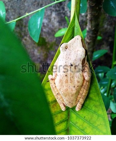 The Frog sitting on leaf