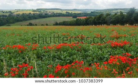 Red Poppy Fields in the Country