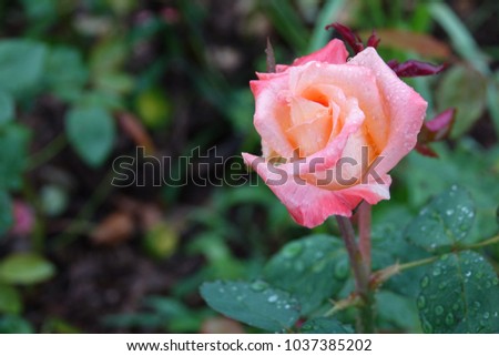 rose and raindrops, charming pink and shining drops