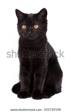 Black cat isolated on white