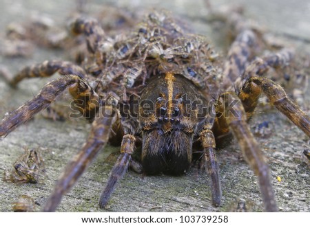 A closeup using a shallow depth of field of a Female Wolf Spider with her Babies all over and around her with the main attention being brought to the face and eyes.