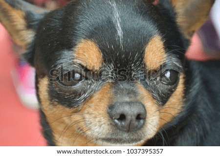 cute Chihuahua dog 