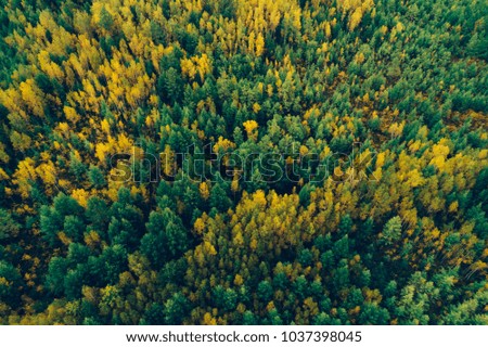 Aerial drone view of autumn forest landscape