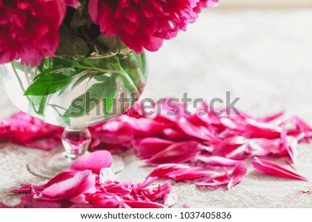 peonies on the table. Bright red flowers on short legs stand in a transparent vase. On the table lie fallen peon petals
