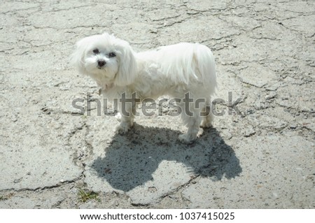 Maltese, white dog