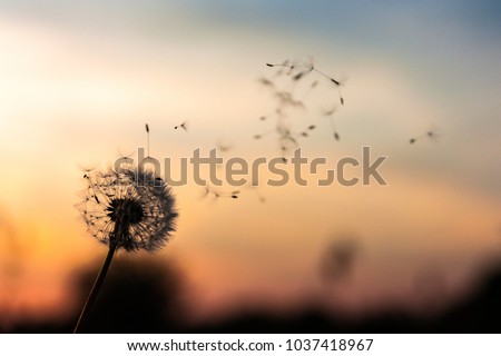A Dandelion blowing seeds in the wind at dawn.Closeup,macro Royalty-Free Stock Photo #1037418967