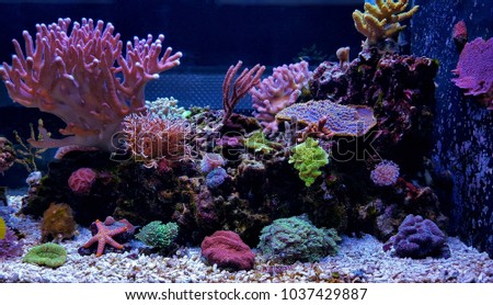 Coral reef aquarium scene