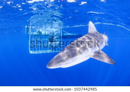 Diving with Sandbar Shark in Clear Waters of North Shore, Hawaii Royalty-Free Stock Photo #1037442985